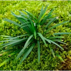 Japoninė gyvatbarzdė - Ophiopogon japonicus MINOR