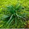 Japoninė gyvatbarzdė - Ophiopogon japonicus MINOR