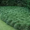 Japoninė gyvatbarzdė - Ophiopogon japonicus MINOR