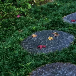 Japoninė gyvatbarzdė - Ophiopogon japonicus MINOR