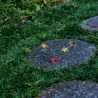Japoninė gyvatbarzdė - Ophiopogon japonicus MINOR