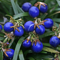 Japoninė gyvatbarzdė - Ophiopogon japonicus MINOR