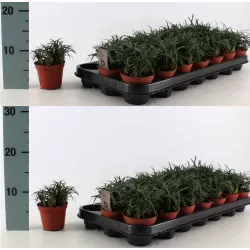 Japoninė gyvatbarzdė - Ophiopogon japonicus MINOR