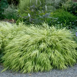Didžioji hakonė - Hakonechloa macra AUREOLA