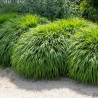 Didžioji hakonė - Hakonechloa macra BENI-KAZE