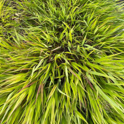 Didžioji hakonė - Hakonechloa macra BENI-KAZE