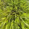Didžioji hakonė - Hakonechloa macra BENI-KAZE