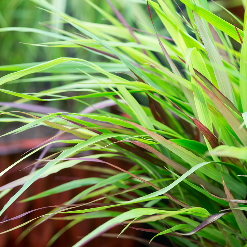 Didžioji hakonė - Hakonechloa macra BENI-KAZE