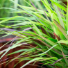 Didžioji hakonė - Hakonechloa macra BENI-KAZE