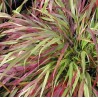 Didžioji hakonė - Hakonechloa macra BENI-KAZE
