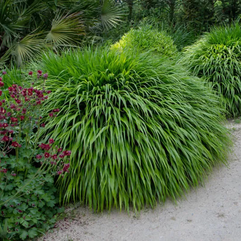 Didžioji hakonė - Hakonechloa macra GREENHILLS Didžioji hakonė - Hakonechloa macra GREENHILLS