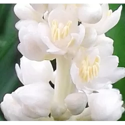 Žydrinė laibūnė - Liriope muscari MONROE WHITE