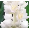 Žydrinė laibūnė - Liriope muscari MONROE WHITE
