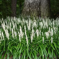 Žydrinė laibūnė - Liriope muscari MONROE WHITE