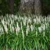 Žydrinė laibūnė - Liriope muscari MONROE WHITE