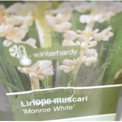 Žydrinė laibūnė - Liriope muscari MONROE WHITE
