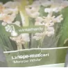 Žydrinė laibūnė - Liriope muscari MONROE WHITE