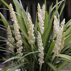 Liriope muscari MONROE WHITE