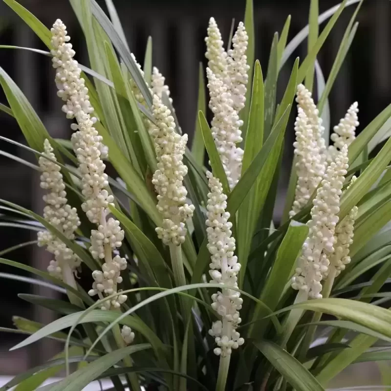 Žydrinė laibūnė - Liriope muscari MONROE WHITE