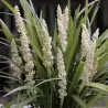 Žydrinė laibūnė - Liriope muscari MONROE WHITE