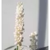 Žydrinė laibūnė - Liriope muscari MONROE WHITE
