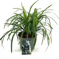 Liriope muscari MONROE WHITE