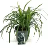 Liriope muscari MONROE WHITE