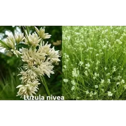 Kiškiagrikis - Luzula nivea