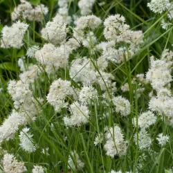 Kiškiagrikis - Luzula nivea