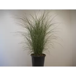 Užsisakyk augalus pavasariui jau dabar