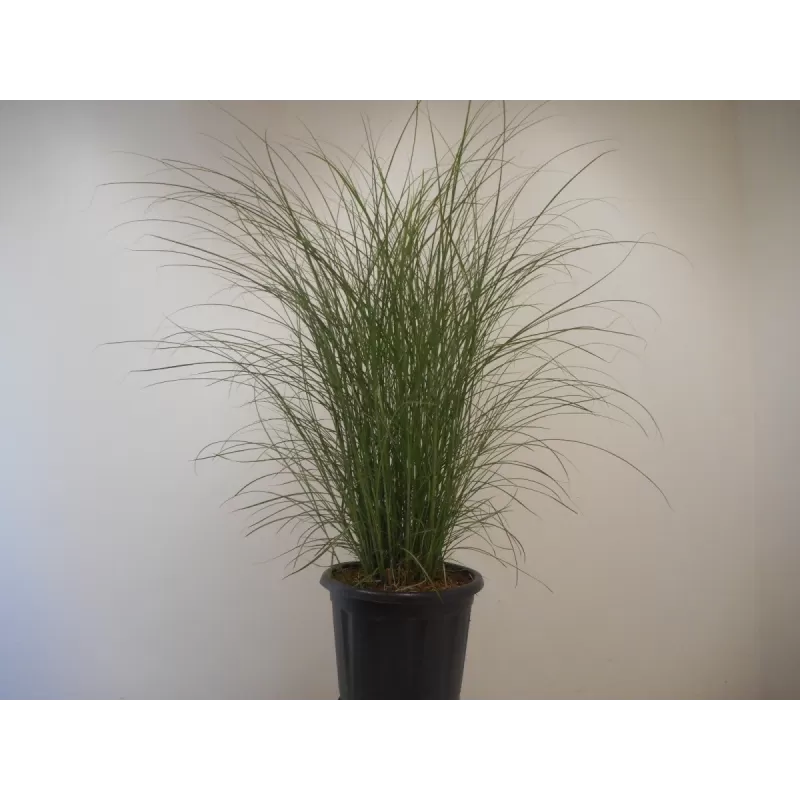 Užsisakyk augalus pavasariui jau dabar