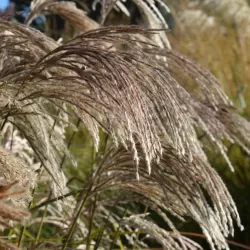Kininis miskantas  - Miscanthus sinensis KASKADE