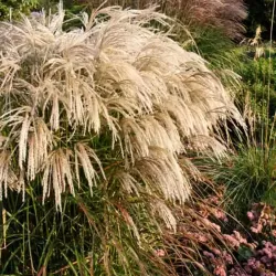 Kininis miskantas - Miscanthus sinensis KASKADE