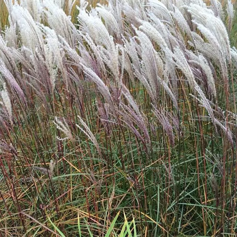 Kininis miskantas - Miscanthus sinensis NIPPON