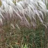 Kininis miskantas - Miscanthus sinensis NIPPON