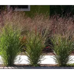 Kininis miskantas - Miscanthus sinensis NIPPON