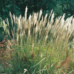 Kininis miskantas - Miscanthus sinensis NIPPON