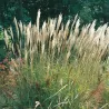 Kininis miskantas - Miscanthus sinensis NIPPON