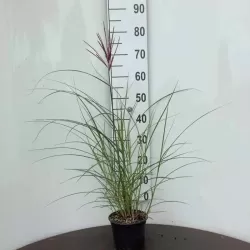 Kininis miskantas - Miscanthus sinensis NIPPON