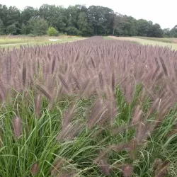 Pūkuotūjų soruolių sodinukai su pristatymu į namus