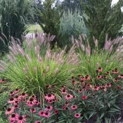 Pūkuotūjų soruolių sodinukai su pristatymu į namus