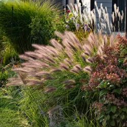 Pūkuotūjų soruolių sodinukai su pristatymu į namus