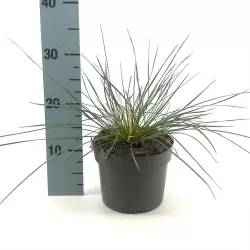 Stipa gigantea P