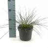 Didžioji ašuotė - Stipa gigantea