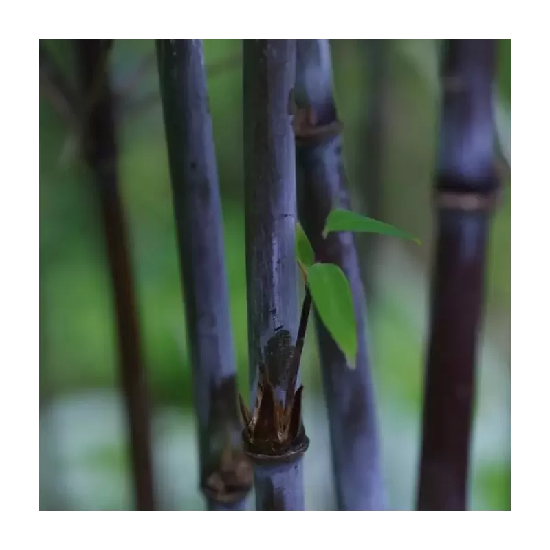 Fargesia BLACK DRAGON