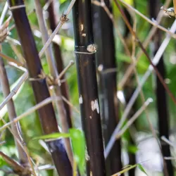 Bambukaitis - Fargesia BLACK DRAGON