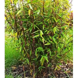 Bambukaitis - Fargesia BLACK DRAGON