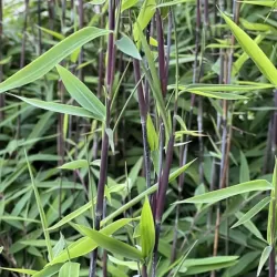 Fargesia BLACK DRAGON