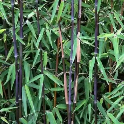 Bambukaitis - Fargesia BLACK DRAGON