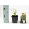 Allium shoenoprasum